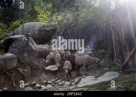 (180824) -- SRINAGAR, 24 août 2018 -- Un Cachemire soigne ses moutons dans un village du district de Budgam, à environ 40 km au sud-ouest de la ville de Srinagar, capitale estivale du Cachemire contrôlé par les Indiens, 24 août 2018.) (dtf) CACHEMIRE-SRINAGAR-VIE QUOTIDIENNE CONTRÔLÉE PAR L'INDE JavedxDar PUBLICATIONxNOTxINxCHN Banque D'Images