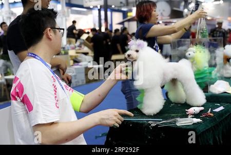 (180825) -- SHANGHAI, 25 août 2018 -- Un membre du personnel prépare un caniche lors de la 21e Foire des animaux en Asie à Shanghai, dans l'est de la Chine, le 25 août 2018. La foire pour animaux de compagnie se tient ici du 22 au 26 août. Plus de 1 300 exposants apportant plus de 16 000 marques de fournitures pour animaux de compagnie ont participé à la foire pour animaux de compagnie. (Hxy) CHINA-SHANGHAI-PET FAIR ASIA (CN) FangxZhe PUBLICATIONxNOTxINxCHN Banque D'Images