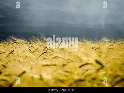 (180828) -- QITAI, 28 août 2018 -- une photo prise le 26 août 2018 montre du blé mature qui pousse dans un champ dans un parc agricole du comté autonome kazak de Mori, dans le nord-ouest de la Chine, dans la région autonome ouygur du Xinjiang. )(wsw) CHINE-XINJIANG-MORI-BLÉ (CN) ZhaoxGe PUBLICATIONxNOTxINxCHN Banque D'Images