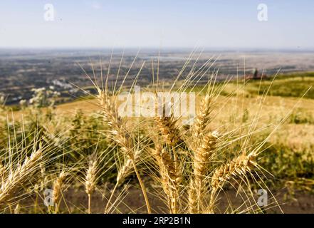 (180828) -- QITAI, 28 août 2018 -- une photo prise le 26 août 2018 montre du blé mature qui pousse dans un champ dans un parc agricole du comté autonome kazak de Mori, dans le nord-ouest de la Chine, dans la région autonome ouygur du Xinjiang. )(wsw) CHINE-XINJIANG-MORI-BLÉ (CN) ZhaoxGe PUBLICATIONxNOTxINxCHN Banque D'Images