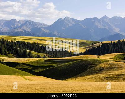 (180828) -- QITAI, 28 août 2018 -- une photo prise le 26 août 2018 montre du blé mature qui pousse dans un champ dans un parc agricole du comté autonome kazak de Mori, dans le nord-ouest de la Chine, dans la région autonome ouygur du Xinjiang. )(wsw) CHINE-XINJIANG-MORI-BLÉ (CN) ZhaoxGe PUBLICATIONxNOTxINxCHN Banque D'Images