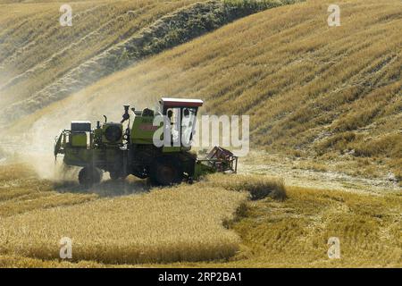 (180828) -- QITAI, 28 août 2018 -- Une moissonneuse-batteuse récolte du blé dans un champ dans un parc agricole du comté autonome kazak de Mori, dans la région autonome ouygur du Xinjiang, au nord-ouest de la Chine, 26 août 2018. )(wsw) CHINE-XINJIANG-RÉCOLTE DE BLÉ (CN) ZhaoxGe PUBLICATIONxNOTxINxCHN Banque D'Images