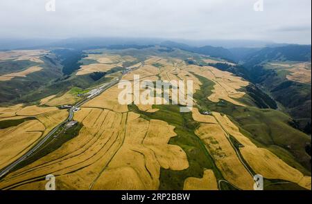 (180828) -- QITAI, 28 août 2018 -- la photo prise le 27 août 2018 montre le champ de blé dans le site pittoresque de Jiangbulake dans le comté de Qitai, dans la région autonome ouïgour du Xinjiang du nord-ouest de la Chine. )(wsw) CHINE-XINJIANG-RÉCOLTE DE BLÉ (CN) ZhaoxGe PUBLICATIONxNOTxINxCHN Banque D'Images