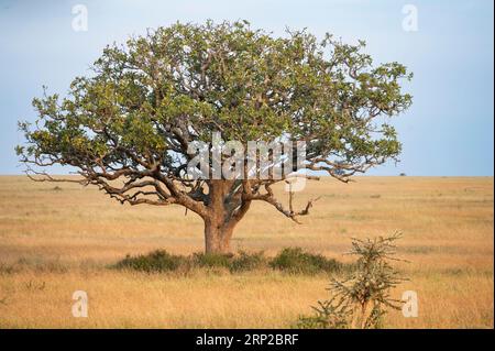 Liverwurst avec léopard (Panthera pardus), Serengeti, Parc National, Tanzanie Banque D'Images