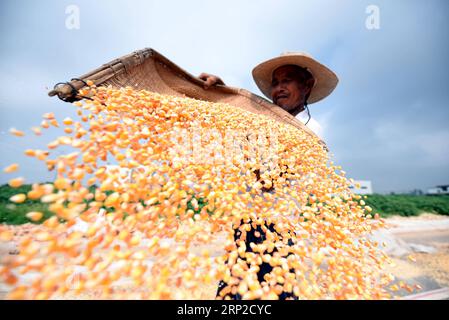 Actualités Bilder des Tages China, Maisernte in Linyi (180831) -- LINYI, 31 août 2018 (Xinhua) -- Un agriculteur sèche du maïs au soleil dans la ville de Matou du comté de Tancheng à Linyi, dans la province du Shandong de l est de la Chine, le 30 août 2018. (Xinhua/Fang Dehua) (sxk) CHINE-SHANDONG-LINYI-RÉCOLTE DE MAÏS (CN) PUBLICATIONxNOTxINxCHN Banque D'Images