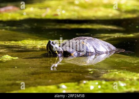 Tortues ornées (auritus testudines), cou rayé jaune, étang, jardin botanique, Villa Giulia, Palerme, capitale, Sicile, Italie Banque D'Images