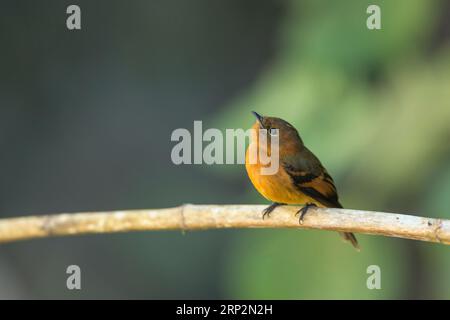 Attrape-mouche à la cannelle Pyrrhomyias cinnamomeus, adulte perché sur une branche, Machu Picchu, Pérou, mai Banque D'Images