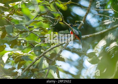 Collier trogon Trogon collaris, mâle adulte perché dans la canopée forestière, Réserve nationale de Tambopata, Pérou, mai Banque D'Images