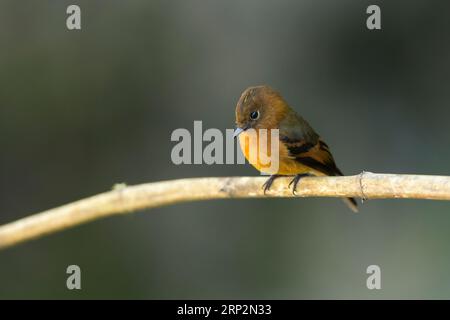 Attrape-mouche à la cannelle Pyrrhomyias cinnamomeus, adulte perché sur une branche, Machu Picchu, Pérou, mai Banque D'Images