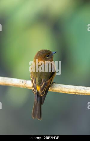 Attrape-mouche à la cannelle Pyrrhomyias cinnamomeus, adulte perché sur une branche, Machu Picchu, Pérou, mai Banque D'Images