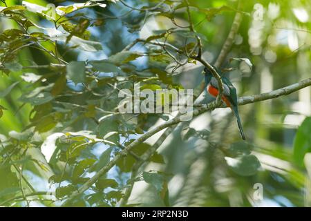 Collier trogon Trogon collaris, mâle adulte perché dans la canopée forestière, Réserve nationale de Tambopata, Pérou, mai Banque D'Images