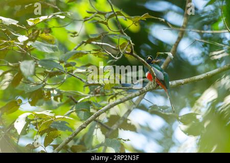 Collier trogon Trogon collaris, mâle adulte perché dans la canopée forestière, Réserve nationale de Tambopata, Pérou, mai Banque D'Images