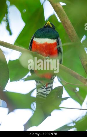 Collier trogon Trogon collaris, mâle adulte perché dans la canopée forestière, Réserve nationale de Tambopata, Pérou, mai Banque D'Images