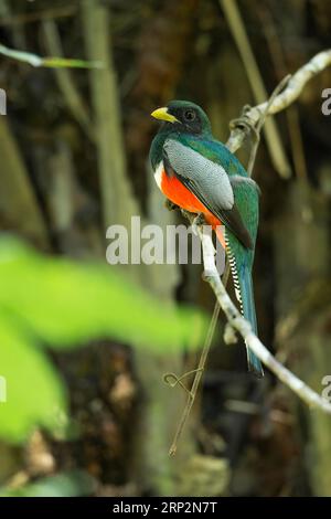 Collier trogon Trogon collaris, mâle adulte perché dans la canopée forestière, Réserve nationale de Tambopata, Pérou, mai Banque D'Images