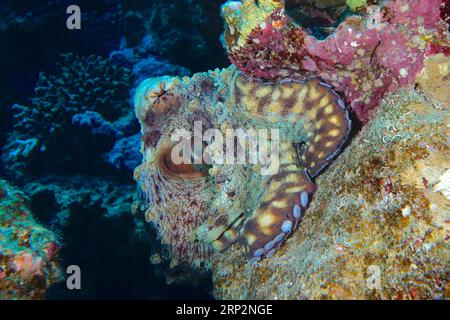 Grand Octopus bleu (Octopus cyaneus), site de plongée Maison Reef, mangrove Bay, El Quesir, Mer Rouge, Egypte Banque D'Images