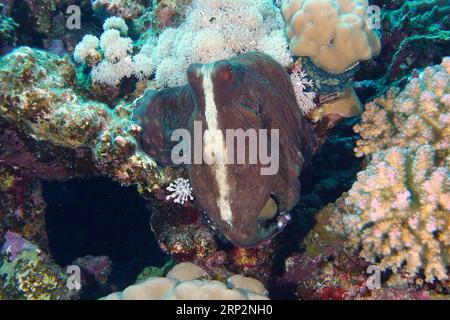 Grand Octopus bleu (Octopus cyaneus), site de plongée Maison Reef, mangrove Bay, El Quesir, Mer Rouge, Egypte Banque D'Images