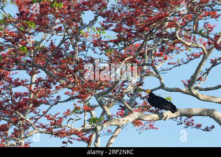 Grand vautour à tête jaune Cathartes melambrotus, adulte perché dans la canopée des arbres, Inkaterra Reserva Amazonica, Puerto Maldonado, Pérou, mai Banque D'Images