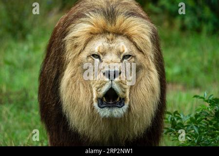 Lion de Barbarie (Panthera leo leo) rugissant, portrait animal, Allemagne Banque D'Images