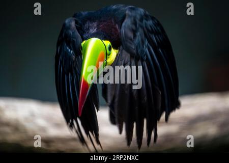 Toucan à bec de quille (Ramphastos sulfuratus), en vol, Allemagne Banque D'Images