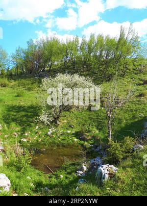 Étang boueux au printemps avec un arbre fruitier ci-dessus en fleurs blanches au-dessus de l'étang et des arbres au feuillage vert vif au-dessus au bord du plateau forestier de Trnovo Banque D'Images