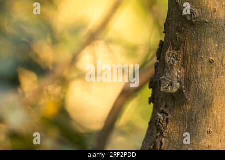 Rhynchonycteris naso, chauve-souris adulte perchée sur un tronc d'arbre, Inkaterra Hacienda Concepcion, Pérou, mai Banque D'Images