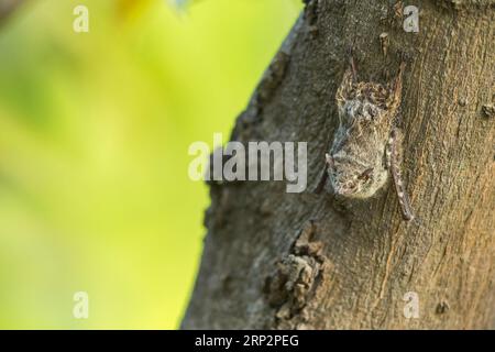 Rhynchonycteris naso, chauve-souris adulte perchée sur un tronc d'arbre, Inkaterra Hacienda Concepcion, Pérou, mai Banque D'Images