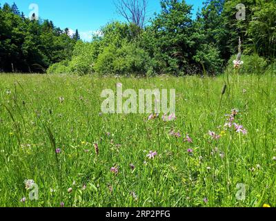 Belle prairie avec des fleurs roses de Robin en râteau (Lychnis flos-cuculi) et de la végétation de brousse à l'arrière Banque D'Images