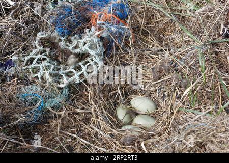 Déchets de la mer, impact humain sur l'écosystème marin, ponte d'un canard eider (Somateria mollissima) avec cordes en plastique, Minsener OOG, Lower Banque D'Images