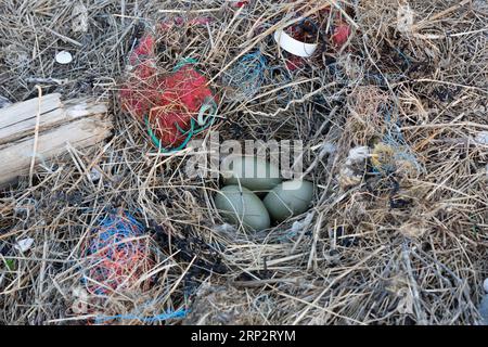 Déchets de la mer, impact humain sur l'écosystème marin, ponte d'un canard eider (Somateria mollissima) avec cordes en plastique, Minsener OOG, Lower Banque D'Images