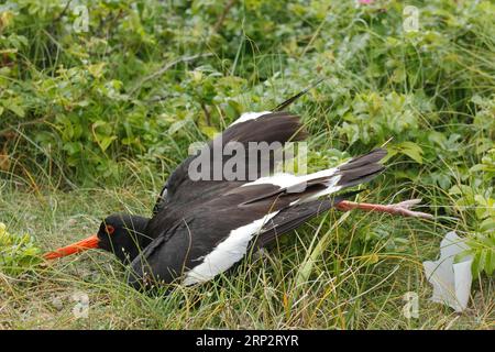 Déchets de la mer, impact humain sur l'écosystème marin, ponte d'un canard eider (Somateria mollissima) avec cordes en plastique, Minsener OOG, Lower Banque D'Images