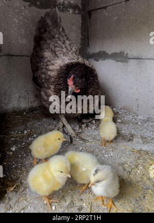 Poule mère et poussins nouveau-nés. Hobby Coop. Banque D'Images