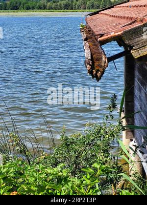 Cabane de bateau sur le lac avec une gouttière envahie de mousse Banque D'Images