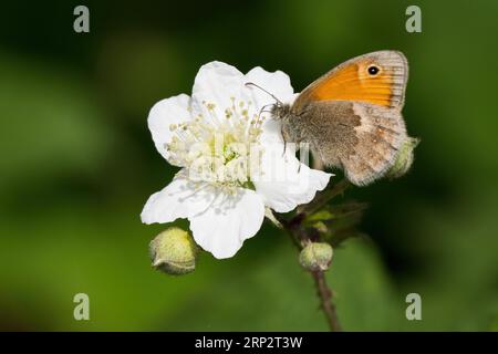 Petite lande (Coenonympha pamphilus), assise sur la fleur de mûrier, Hesse, Allemagne Banque D'Images