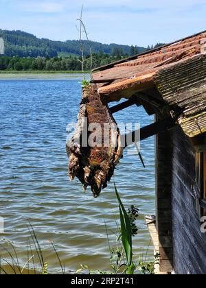 Cabane de bateau sur le lac avec une gouttière envahie de mousse Banque D'Images