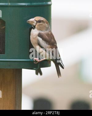 HAWFINCH Coccothraustes Coccothraustes dans le jardin à l'alimentateur de graines Banque D'Images