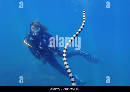 Le plongeur regarde le serpent d'eau venimeux colubrine krait de mer (Laticauda colubrina) Adder à queue plate nage pour respirer à la surface de la mer surface de l'eau Banque D'Images