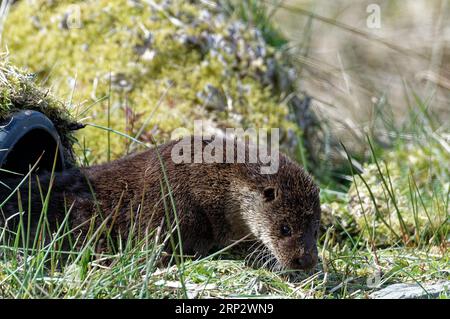 Loutre eurasienne (Lutra lutra) adulte à l'entrée de loutre artificielle holt. Banque D'Images