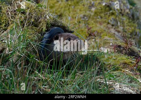 Loutre eurasienne (Lutra lutra) adulte à l'entrée de loutre artificielle holt. Banque D'Images
