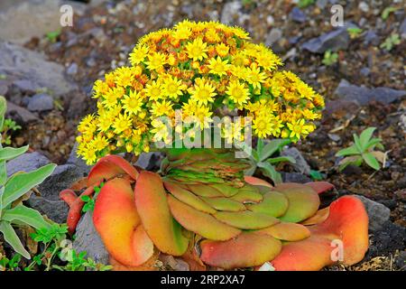 Plante à feuilles épaisses (Aeonium) gros plan, Ribeira da Janela, côté nord, île de Madère Banque D'Images