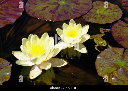 Nénuphars (Nymphaea) gros plan, grenouille d'étang, jardin Blandys, Funchal, île de Madère Banque D'Images