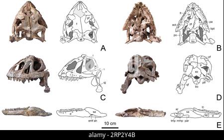 (180914) -- LUFENG, 14 septembre 2018 () -- la photo montre les os de la tête du dinosaure Sunshi Yizhou et leurs dessins au trait correspondants. Des scientifiques chinois ont trouvé le fossile d'une nouvelle espèce de dinosaure dans le sud-ouest de la province du Yunnan. Les résultats ont été récemment publiés par la revue Scientific Reports. Les chercheurs ont nommé la nouvelle espèce Yizhousaurus sunae, connue en chinois sous le nom de dinosaure Sunshi Yizhou, d'après la scientifique chinoise Sun Aailing pour sa grande contribution à la paléontologie des vertébrés. () CHINA-YUNNAN-LUFENG-NEW DINOSAUR SPECIES-DISCOVERY (CN) XINHUA PUBLICATIONXNOTXINXCHN Banque D'Images