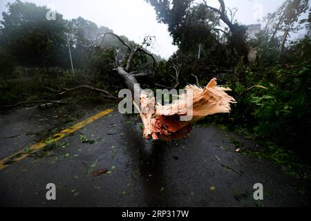 (180916) -- SHENZHEN, 16 septembre 2018 -- des arbres sont brisés par le typhon Mangkhut dans le district de Futian à Shenzhen, dans la province du Guangdong du sud de la Chine, le 16 septembre 2018. Le typhon Mangkhut a atterri dimanche à 5 heures sur la côte de la ville de Jiangmen, province du Guangdong, dans le sud de la Chine, soufflant des vents allant jusqu'à 162 km par heure, selon la station météorologique provinciale. (Sxk) CHINA-GUANGDONG-TYPHOON MANGKHUT (CN) MaoxSiqian PUBLICATIONxNOTxINxCHN Banque D'Images