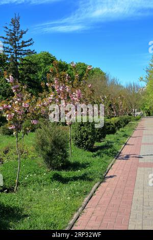 La photo a été prise dans la ville d'Odessa en Ukraine. La photo montre une allée de cerisiers en fleurs dans le jardin de la ville appelé Victory Park. Banque D'Images