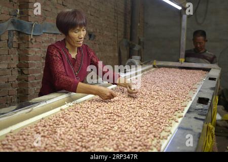 (180919) -- XINGTAI, 19 septembre 2018 -- Un villageois cueille des arachides dans une usine de transformation du village de Guolongzhuang, dans la zone de développement économique de Xingtai, dans la province du Hebei, dans le nord de la Chine, le 18 septembre 2018. Ces dernières années, l’autorité de la zone de développement économique de Xingtai a promu un mode d’affaires qui encourage les agriculteurs à cultiver des arachides en fonction de la demande du marché. Le programme a réussi à augmenter les revenus personnels en reliant les agriculteurs individuels aux bases de plantation ainsi que les entreprises. )(wy)(lmm) CHINA-HEBEI-PEANUT-ECONOMY (CN) MuxYu PUBLICATIONxNOTxINxCHN Banque D'Images