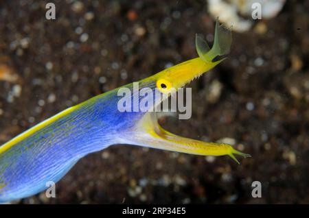 Eel ruban mâle, Rhinomuraena quaesita, dans le trou sur sable, site de plongée Melasti, Seraya, Karangasem, Bali, Indonésie Banque D'Images