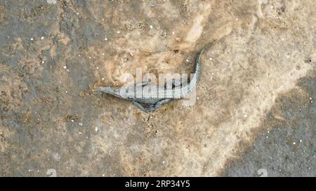 Plan aérien de haut en bas d'un crocodiles d'eau salée prenant un bain de soleil sur des bavettes de boue Banque D'Images