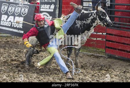 (180922) -- TORONTO, le 22 septembre 2018 -- Un cow-boy tombe de son taureau pendant le rodéo de l'International labour Match and Rural Expo 2018 à Chatham-Kent, Ontario, Canada, le 21 septembre 2018.) (SP)CANADA-ONTARIO-CHATHAM KENT-RODEO ZOUXZHENG PUBLICATIONXNOTXINXCHN Banque D'Images