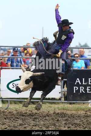 (180922) -- TORONTO, le 22 septembre 2018 -- Un cow-boy se produit lors du spectacle de rodéo du match international de labourage 2018 et de l'exposition rurale à Chatham-Kent, Ontario, Canada, le 21 septembre 2018.) (SP)CANADA-ONTARIO-CHATHAM KENT-RODEO ZOUXZHENG PUBLICATIONXNOTXINXCHN Banque D'Images