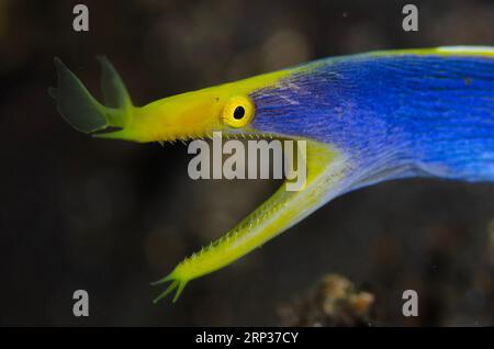 Eel ruban mâle, Rhinomuraena quaesita, dans un trou sur sable, site de plongée pong pong, Seraya,, Karangasem, Bali, Indonésie Banque D'Images