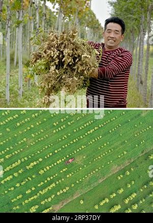 (180923) -- XINGTAI, 23 septembre 2018 -- sur la photo combinée prise le 18 septembre 2018, Wang Lukun, agriculteur, montre les arachides récoltées dans le village de Guolongzhuang, dans la zone de développement économique de Xingtai, dans la province du Hebei, au nord de la Chine. (haut). Sur la photo aérienne prise le même jour (en bas), Wang Lukun, agriculteur, est vu dans un champ d’arachides. La Chine célèbre son premier Farmers Harvest Festival le 23 septembre de cette année. À partir de 2018, la fête, qui sera célébrée chaque année sur l'équinoxe d'automne, sera observée chaque année pour saluer la saison des récoltes et honorer les travailleurs agricoles.) (msj) CHINA-HARVE Banque D'Images